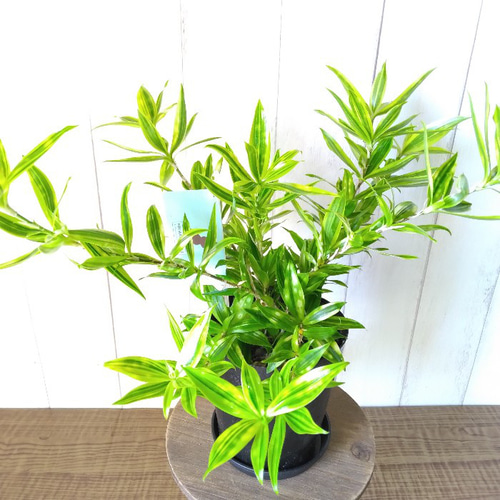 激レア希少種 ドラセナ・スルクロサ・ファニータ 観葉植物 水玉模様の