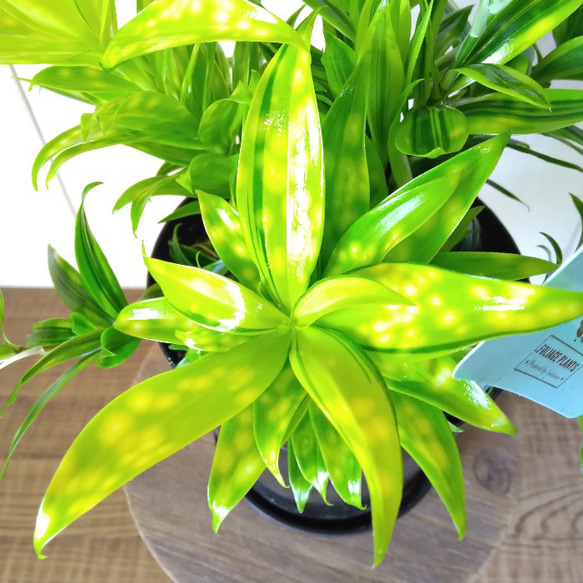 激レア希少種 ドラセナ・スルクロサ・ファニータ 観葉植物 水玉模様の