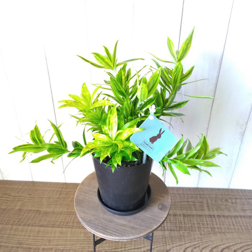 激レア希少種 ドラセナ・スルクロサ・ファニータ 観葉植物 水玉