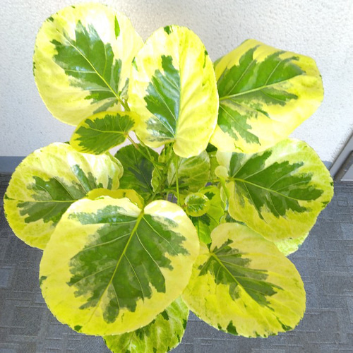 現品】希少種 ポリシャス・フリスビー【煌-きらめき-】 斑入り観葉植物