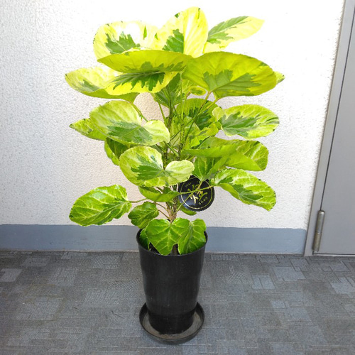 現品】希少種 ポリシャス・フリスビー【煌-きらめき-】 斑入り観葉植物