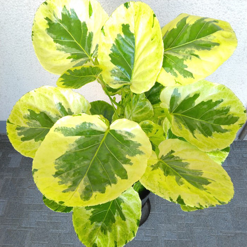 現品】希少種 ポリシャス・フリスビー【煌-きらめき-】 斑入り観葉植物