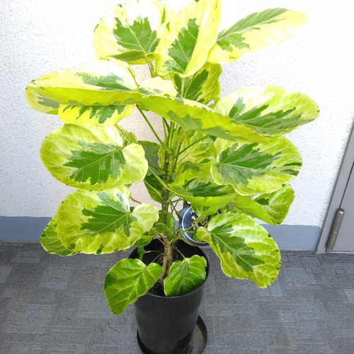 ポリシャス フリスビー 煌 観葉植物 インテリアグリーン 斑入り 現品】希少種 ポリシャス・フリスビー【煌-きらめき-】 斑入り観葉植物