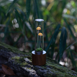 きのこの照明　ミカンアメダケ（ツヤ） 2枚目の画像