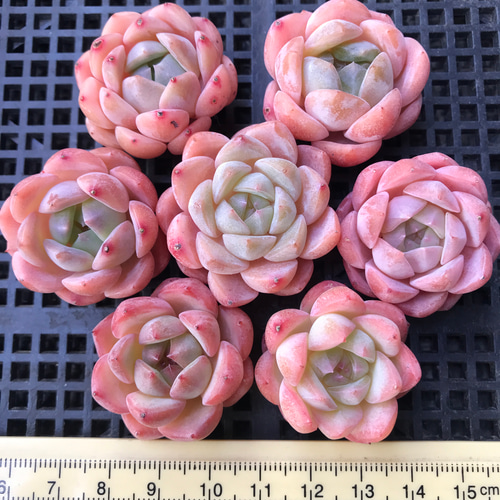 パステル系のピンク 多肉植物 エケベリア 桜ミルクキャンディーSp 7苗1