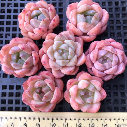 パステル系のピンク 多肉植物 エケベリア 桜ミルクキャンディーSp 7苗1