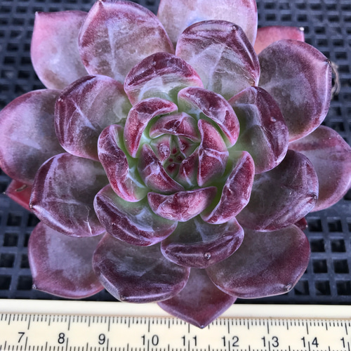 一期一会 多肉植物 エケベリア 毒リンゴx Latour 抜き苗 1株 大株 多肉