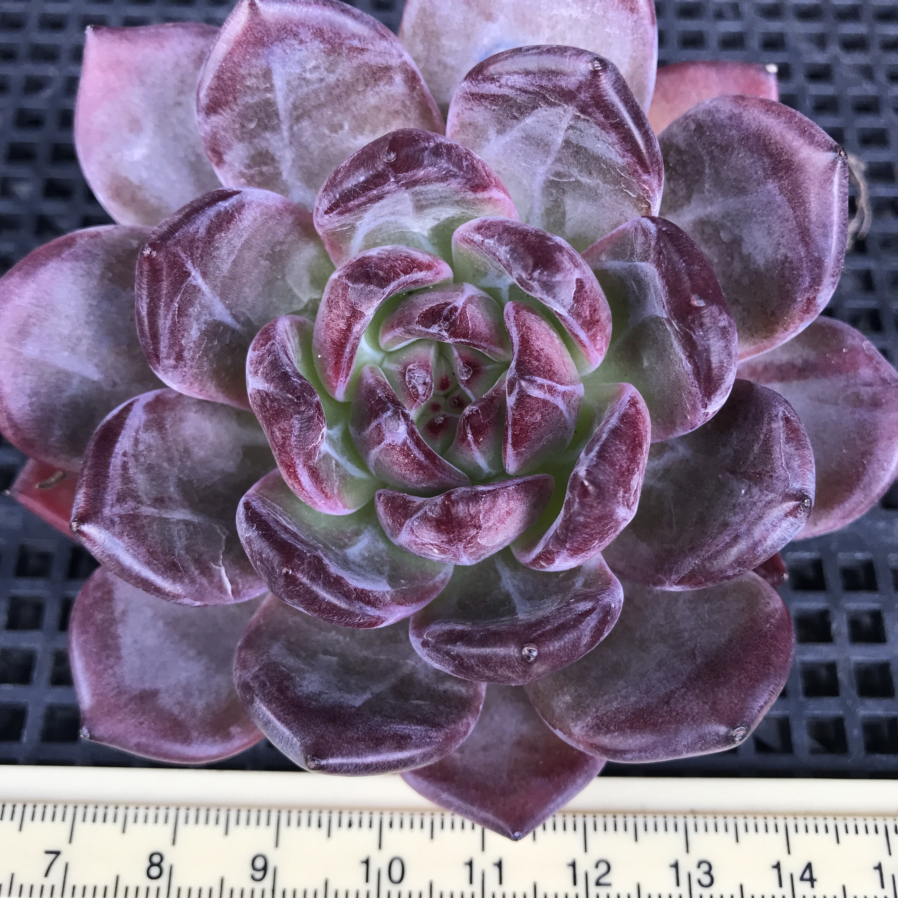 毒リンゴ③ エケベリア 多肉植物