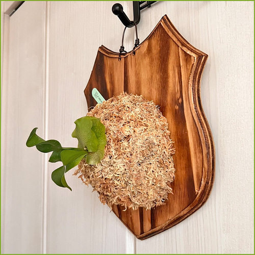 ビカクシダ ヒリードラゴン 板付 観葉植物 壁掛け コウモリラン その他