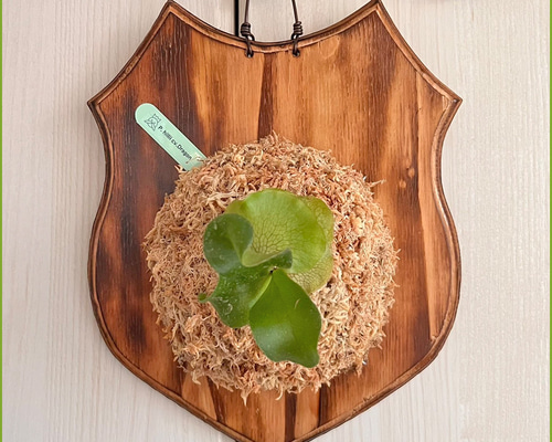 cabf6d42dd9ba1f9b9f2c0281ae770