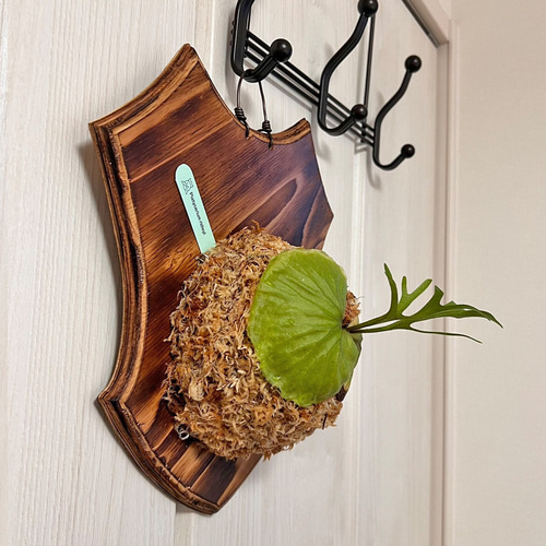 ビカクシダ リドレイ 板付 着生板中＋サイズ 観葉植物 壁掛け ri02