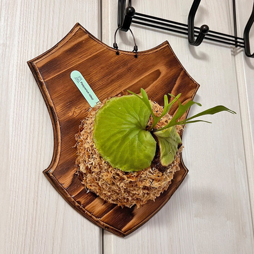 世界有名な ビカクシダ 壁掛け 観葉植物 着生板中＋サイズ 板付 リドレイ ビカクシダ