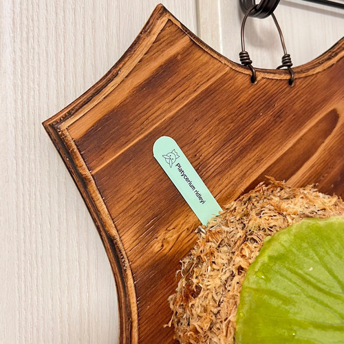 ビカクシダ リドレイ 板付 着生板中＋サイズ 観葉植物 壁掛け