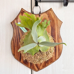 ビカクシダ 壁掛け 観葉植物　板付け ビカクシダ ベイチー 板付 【観葉植物 壁掛け コウモリラン