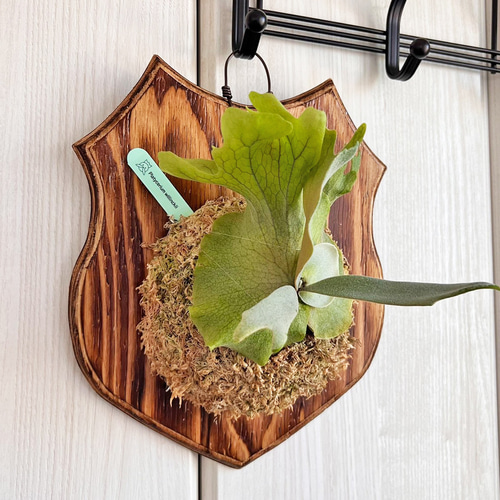 ウィリンキー ビカクシダ 壁掛け用 観葉植物 ビカクシダ ウィリンキー 板付 観葉植物 壁掛け コウモリラン wi08