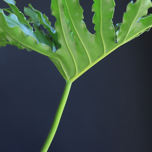 送料無料｜フィロデンドロン・セローム｜セロウム｜セローム