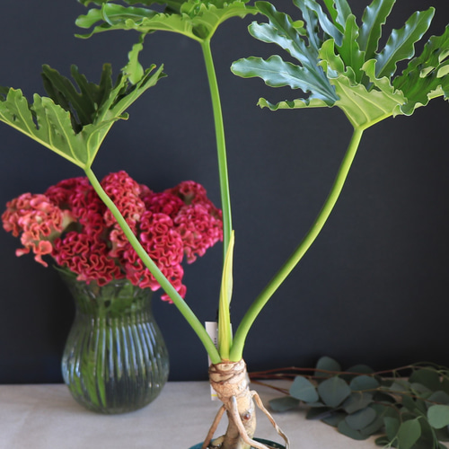 送料無料｜フィロデンドロン・セローム｜セロウム｜セローム