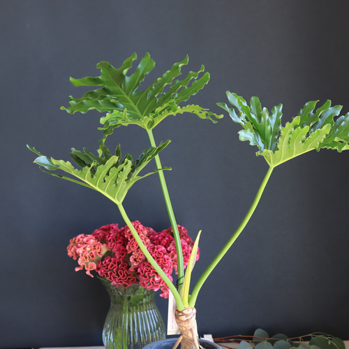 送料無料｜フィロデンドロン・セローム｜セロウム｜セローム