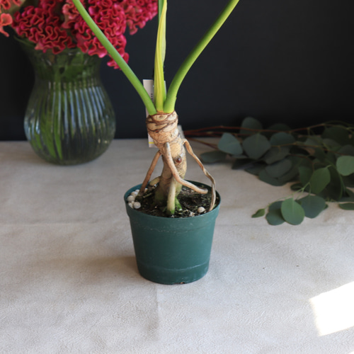 送料無料｜フィロデンドロン・セローム｜セロウム｜セローム