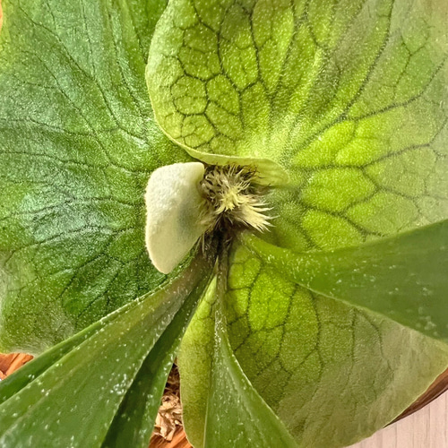 ビカクシダ ステマリア 子株 板付 観葉植物 壁掛け インテリア