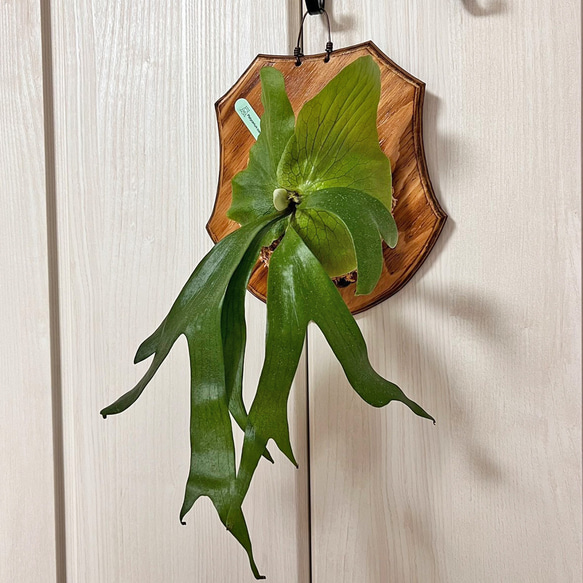 ビカクシダ ステマリア 子株 板付 観葉植物 壁掛け インテリア