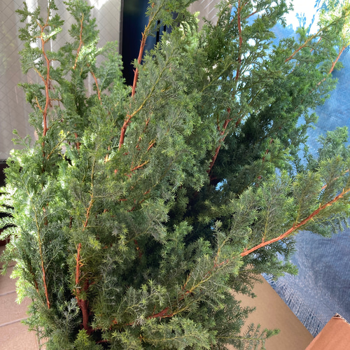 ヒムロスギ&ブルーバード セット リース malay_roseyvespiaget 通販