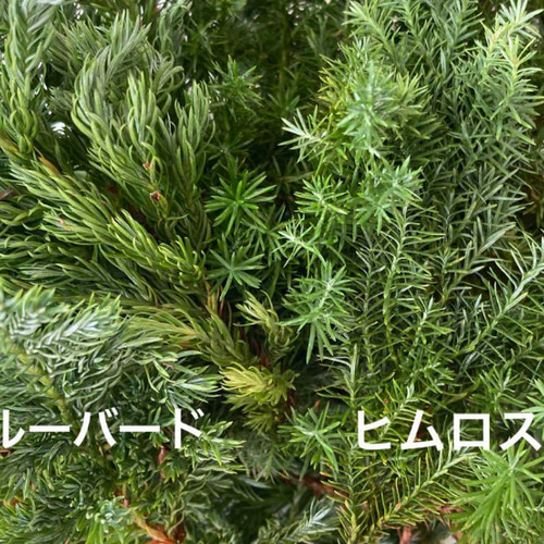 ヒムロスギ&ブルーバード セット リース malay_roseyvespiaget 通販