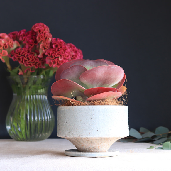 送料無料｜カランコエ・デザートローズ｜多肉植物｜唐印｜とういん