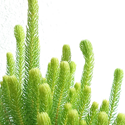 ●数量限定●新作●　美樹形　”エリカ　セシリフローラ　クーレー鉢カバーセット”　観葉植物　インテリア　北欧　エレガント 4枚目の画像