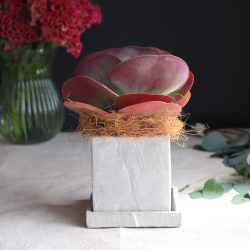 送料無料｜カランコエ・デザートローズ｜多肉植物｜唐印｜とういん