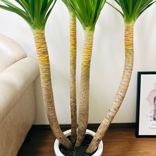 【現品】ドラセナ・カンボジアーナ　多頭　マルチヘッド　8号　ＷＢ番 観葉植物 ドラセナ カンボジアーナ 8号 プラスチック鉢 | 観葉
