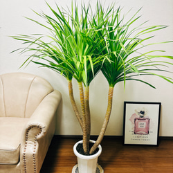 【現品】ドラセナ・カンボジアーナ　多頭　マルチヘッド　8号　ＷＢ番 観葉植物 ドラセナ カンボジアーナ 8号 プラスチック鉢 | 観葉