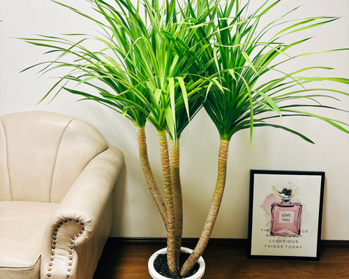 現品】ドラセナ・カンボジアーナ 8号 1本立 白鉢 （1） 現品］【希少