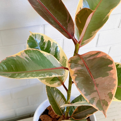 現品 フィカス ゴムの木 ベリーリーフ 曲がり 特大 希少 観葉植物