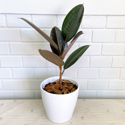 現品　フィカス　ゴムの木　バーガンディ　1番　インテリアグリーン　人気　観葉植物 FlowerKitchen 観葉植物 フィカス バーガンディ 8号鉢 ゴムの木