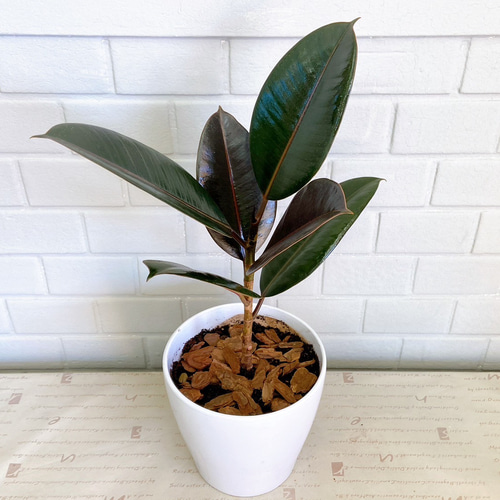 ゴムの木♪フィカス・バーガンディ 観葉植物 癒し おうち時間 モダン