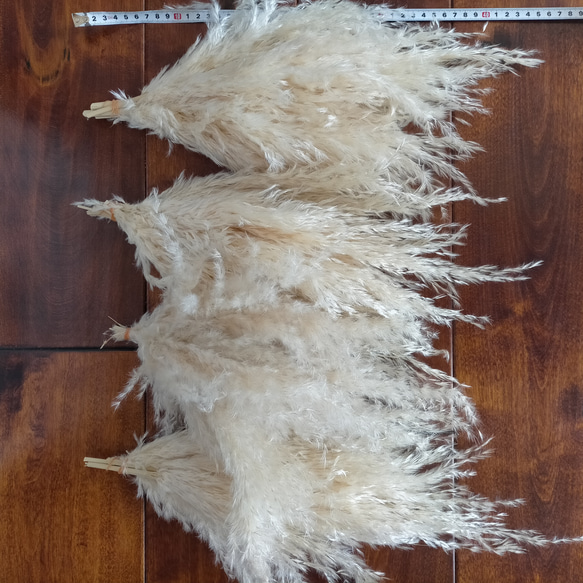 超お得！ふわふわパンパスグラス  小分け2束 ハンドメイド 材料 資材  ブーケ リース スワッグ  ドライフラワー 5枚目の画像