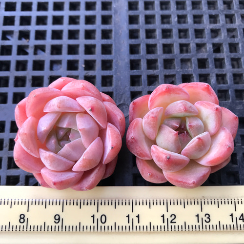 81桜牡丹 多肉植物画像全て