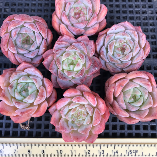 8.【札付き】桃福 ASOBINI 命名株 多肉植物 エケベリア 8.【札付き】桃福 ASOBINI 命名株 多肉植物 エケベリア 簡単に大きく