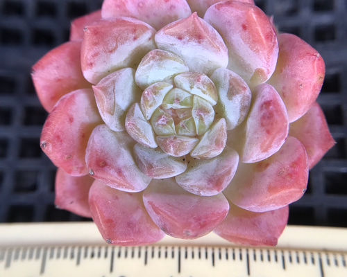 c1256f649b997a4b02311fc6654e74