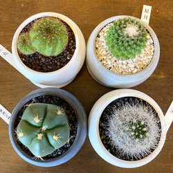 和っ♪サボ隊 　サボテン陶器鉢植え　青王丸　Notocactus  ottonisノトカクタス　盆栽インドアグリーン 5枚目の画像