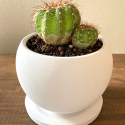 和っ♪サボ隊 　サボテン陶器鉢植え　青王丸　Notocactus  ottonisノトカクタス　盆栽インドアグリーン 1枚目の画像