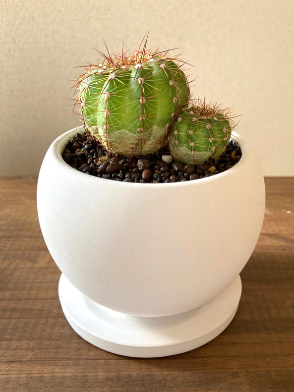 和っ♪サボ隊 　サボテン陶器鉢植え　青王丸　Notocactus  ottonisノトカクタス　盆栽インドアグリーン 1枚目の画像