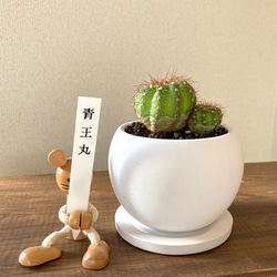 和っ♪サボ隊 　サボテン陶器鉢植え　青王丸　Notocactus  ottonisノトカクタス　盆栽インドアグリーン 4枚目の画像