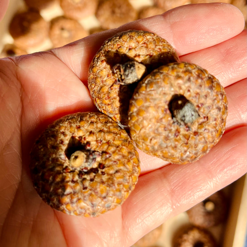 送料込 どんぐり殻斗素材 2.5センチ以上 100個 その他素材