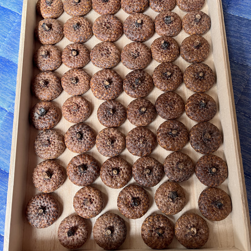 送料込 どんぐり殻斗素材 2.5センチ以上 100個 その他素材