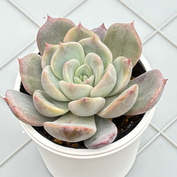 リンダリンダ ぼのぼのさん 多肉植物 多肉植物 kanomarihome 通販