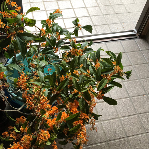 【限定1名様】　金木犀　キンモクセイ　バラ売り可能 ❤ドライフラワー❤ 花びら【金木犀ーキンモクセイ】 ドライ