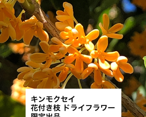 9b3993b5b11eb0039c2f8de4851509