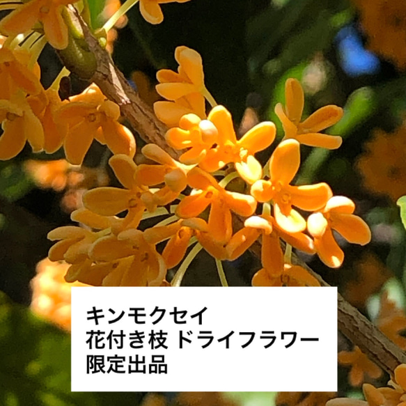 金木犀　枝付き花弁